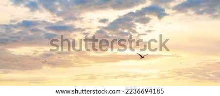 Clear sky. glowing pink and golden cirrus and cumulus clouds after storm, soft sunlight. Flying birds, seagulls. Dramatic sunset cloudscape. Meteorology, heaven, peace, picturesque panoramic scenery