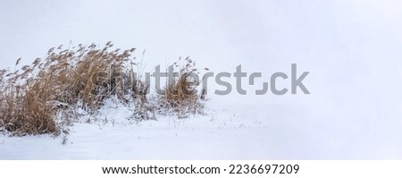 Minimalist nature background with dried reeds covered in snow, horizontal banner with copy space Royalty-Free Stock Photo #2236697209