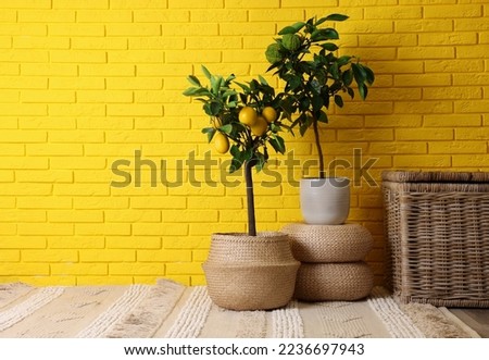 Idea for minimalist interior design. Small potted bergamot and lemon trees with fruits near bright yellow brick wall, space for text Royalty-Free Stock Photo #2236697943