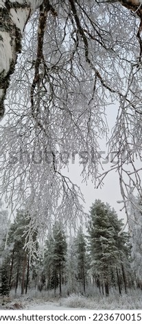 Wallpaper pattern background view beautiful natural tree fresh environment winter season ice outdoor landscape christmas holiday branches snow cold frozen forest wood white colour weather 