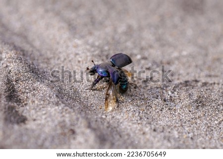 Black dung beetle on sandy ground. Anoplotrupes stercorosus.	 Royalty-Free Stock Photo #2236705649
