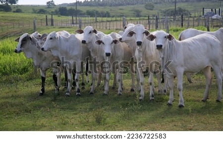 conde, bahia, brasil - january 7, 2022: Cattle are seen in a corral of a farm in the city of Conde.