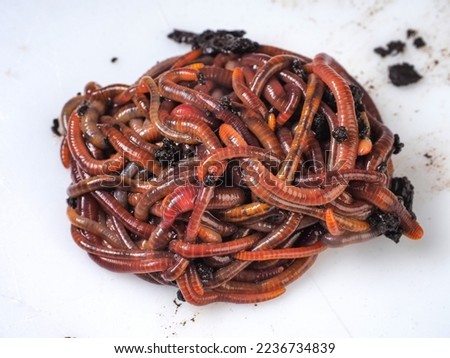 red worm compost for fishing the number of fifty individuals