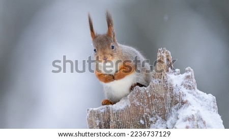 Cute Norwegian Red squirrel (Sciurus vulgaris) in ni snow