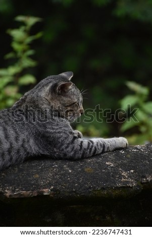 a beautiful cat setting and chilling in a green background, captured from far distance.
