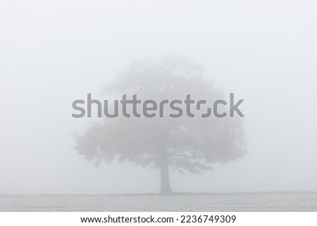 Solitary oak tree in very thick freezing fog. UK. Royalty-Free Stock Photo #2236749309