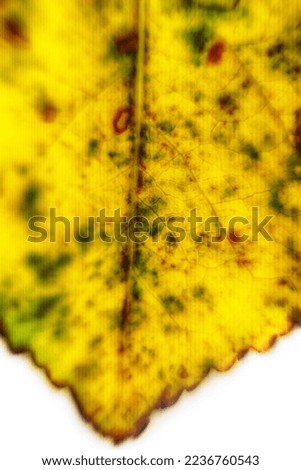  Autumn leaf is extreme close up. Ultra macro soft focus. Autumn park mood in detail