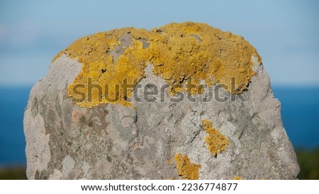 Yellow lichen in rock by the sea Royalty-Free Stock Photo #2236774877