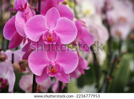 Beautiful Phalaenopsis orchids with beautiful flowers and green leaves. Close up shots for decorative backgrounds. 

white, pink, yellow, purple, closeup, valentine, vanda, leaf, hybrid, bud, spring Royalty-Free Stock Photo #2236777953