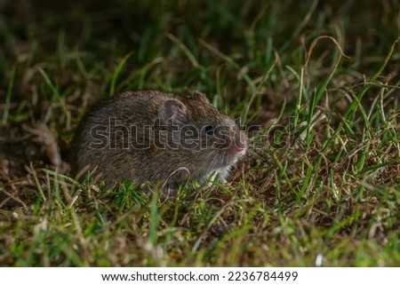 A common vole mouse sits on the grass in the garden at night, Microtus arvalis Royalty-Free Stock Photo #2236784499
