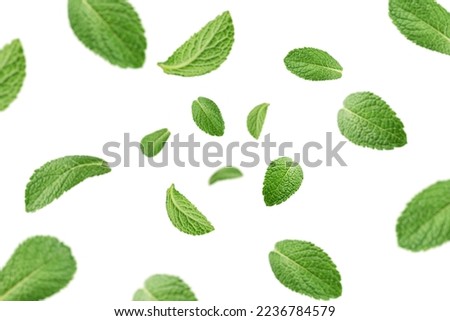 Falling mint leaves, spearmint, isolated on white background, selective focus Royalty-Free Stock Photo #2236784579