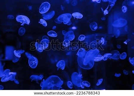 macro photography underwater jellyfish close up Royalty-Free Stock Photo #2236788343