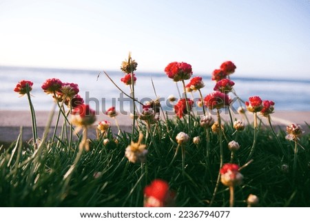 red flowers by the ocean