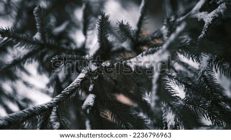 Pine covered with white snow, dark winter nature abstract background, close-up.