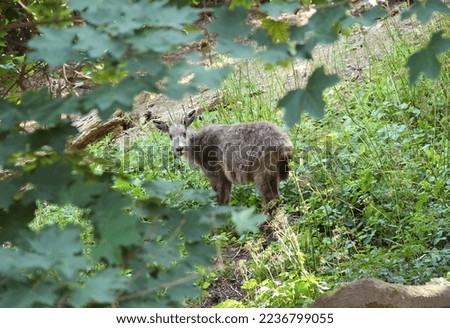 Amur goral (Naemorhedus caudatus) under the tress Royalty-Free Stock Photo #2236799055