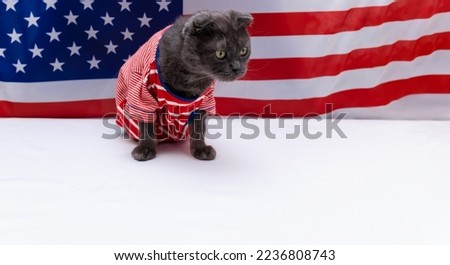 cat in clothes on the background of the American flag. Gray fluffy cat in a T-shirt, the colors of the American flag. Voting concept, Voting election