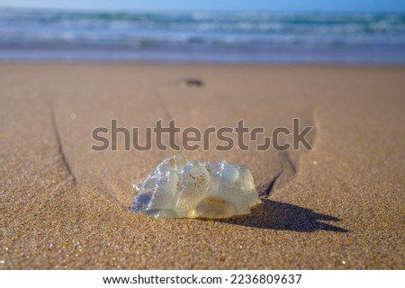 Remains of big oceanic jellyfish washed ashore on sandy beach at low tide at sunset in sunlights