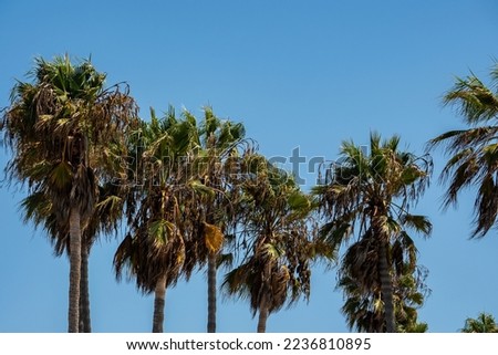 Low angle view of palm trees growing with clear blue sky in the background during tropical climate