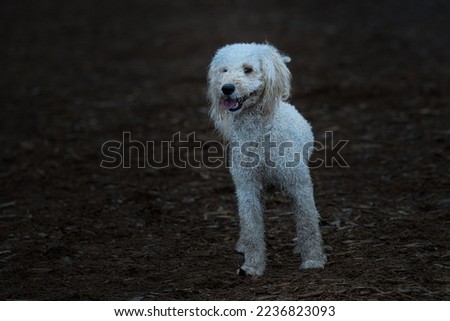 A WHITE CURLY POODLE WITH DIRT ALLOVER ITS FUR STANDING IN A OPEN AREA