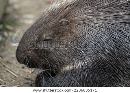 porcupine profile in close up