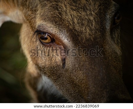 Image close-up selected focus deer eye and deer head in the zoo is a four legged mammals.