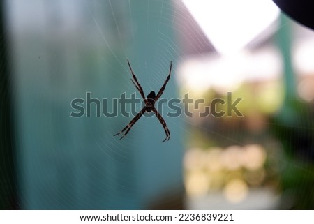 close up spider with blur background