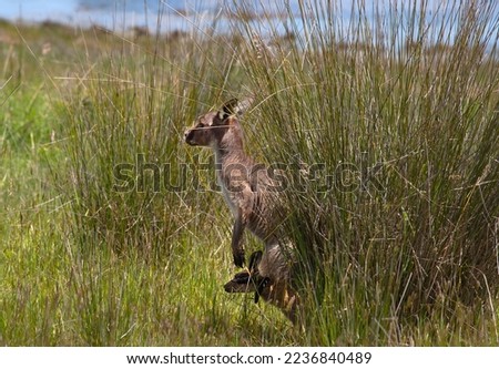 Kangaroo is hiding in the grass on the shore of the lake. Australian wildlife