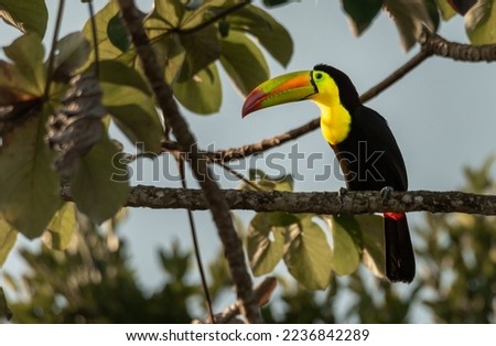 Colorful toucan with long beak  perched on a branch of a tree in the tropical forest of the Yucatan peninsula with blue sky surrounded by green leaves 