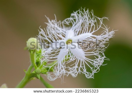 blooming  plant of snake gourd, (Trichosanthes cucumerina), also called serpent gourd