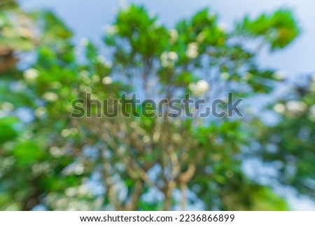 Blur park garden tree in nature background, blurry green bokeh light outdoor in summer background
