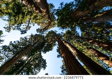 Sequoia and Kings Canyon National Park, an American national park in the southern Sierra Nevada east of Visalia, California