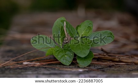 frostweed growing on rocks in arable land