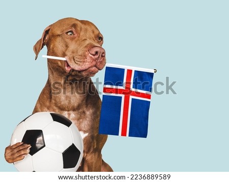 Charming, adorable puppy, holding national Flag of Iceland and soccer ball. Preparation for the tournament. Closeup, indoors. Studio photo. Concept of care and obedience training pet