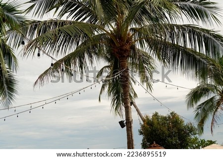 Coconut top view with line side the beach 
