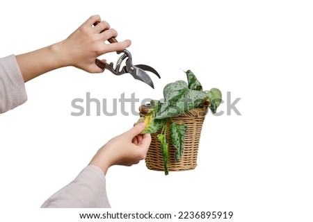 Woman gardener cuts wilted plants in a pot with garden scissors, isolated on a white background. Female hand with pruning shears trim a dried flower. Scindapsus pictus trebie or silver vine Royalty-Free Stock Photo #2236895919