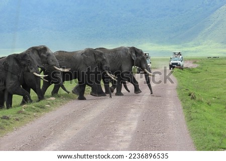 Pack of male elephants crossing the road