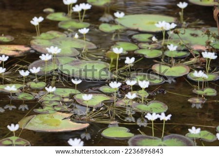 Cambodia. Nymphoides indica is an aquatic plant in the Menyanthaceae. Common names include banana plant, robust marshwort, and water snowflake. Royalty-Free Stock Photo #2236896843