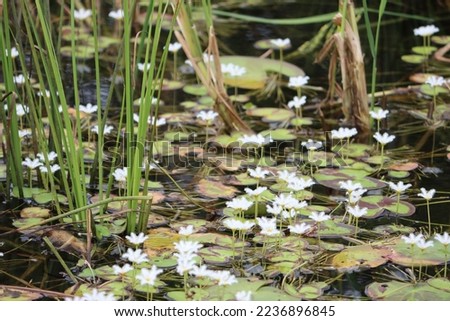 Cambodia. Nymphoides indica is an aquatic plant in the Menyanthaceae. Common names include banana plant, robust marshwort, and water snowflake. Royalty-Free Stock Photo #2236896845