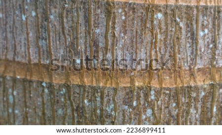 tree bark texture as background