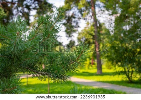 Horizontal photography city park, summer season green branch of coniferous pine tree, natural background