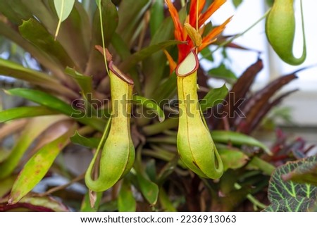 Nepenthes in Conservatory of Flowers in San Francisco. Royalty-Free Stock Photo #2236913063
