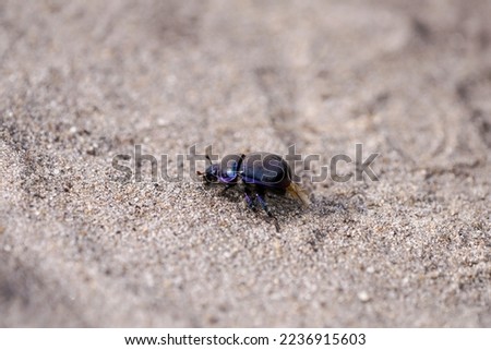 Black dung beetle on sandy ground. Anoplotrupes stercorosus.	 Royalty-Free Stock Photo #2236915603