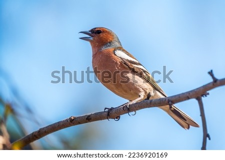 Common chaffinch sits on a tree. Beautiful songbird Common chaffinch in wildlife. The common chaffinch or simply the chaffinch, latin name Fringilla coelebs. Royalty-Free Stock Photo #2236920169