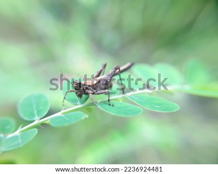 defocused abstract background of grasshopper insect on a green leaf