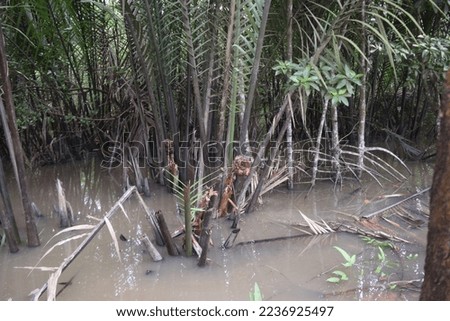 swamps overgrown with swamp plants and form a habitat. one of the living plants is the mangrove plant