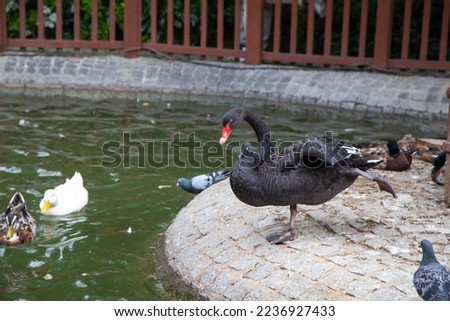 The swan in Kugulu Park - Ankara, Turkey