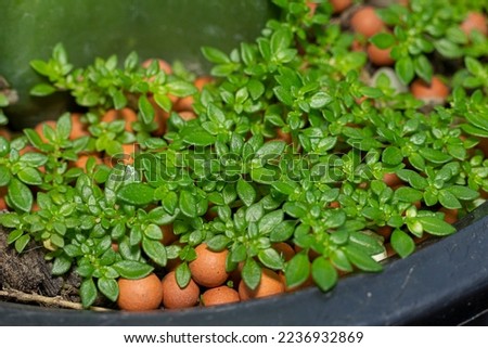 Pilea microphylla also known as angeloweed, artillery plant, joypowder plant bunch of pilea microphylla weed Royalty-Free Stock Photo #2236932869
