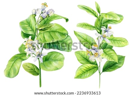 Set branches with green leaves, flowers on an isolated white background, watercolor illustration, botanical painting