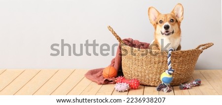 Cute dog in basket and with different pet accessories at home. Banner for design Royalty-Free Stock Photo #2236938207