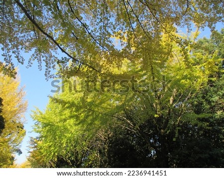 Beautiful yellow ginkgo tree in autumn in Japan